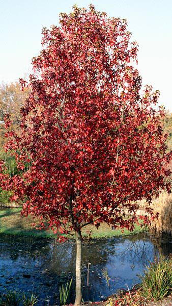 Liquidambar Styraciflua Palo Alto Sweet Gum, very striking autumn colour