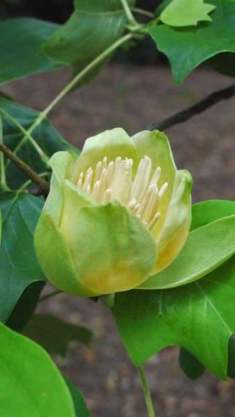 Liriodendron Tulipifera, tulip tree, flowering. For sale at our London plant centre, UK
