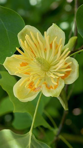 Liriodendron Tulipifera Aureomarginatum Tulip Tree in flower