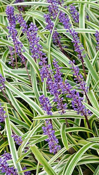 Liriope Muscari Variegato or Variegated Lily Turf