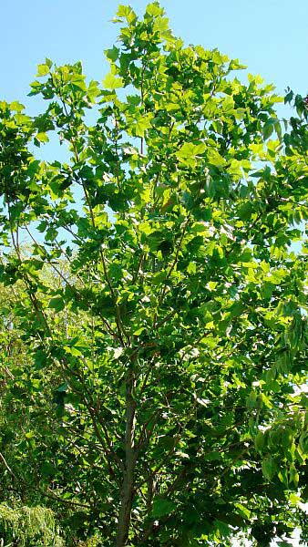 London plane trees from Paramount garden centre, North London - Specimen tree specialist nursery and online shop, UK