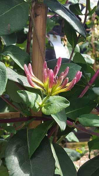 Lonicera Japonica Chinensis Japanese Honeysuckle