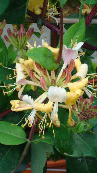 Lonicera Halliana Honeysuckle flowering, highly fragrant, good sized specimens for sale online UK delivery.