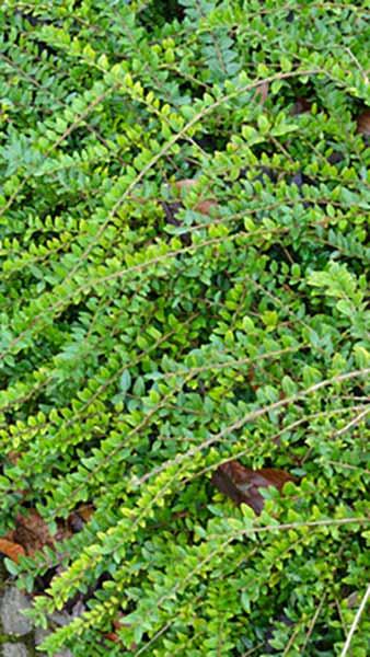 Lonicera Pileata Box Leaf Honeysuckle