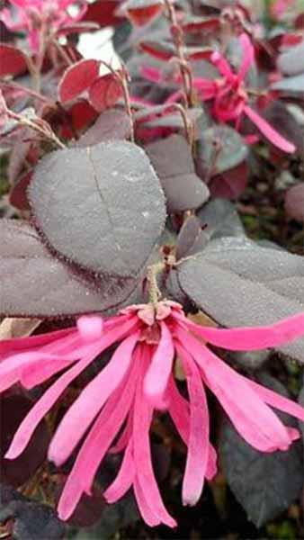 Loropetalum Chinense Black Pearl Chinese Fringe Flower