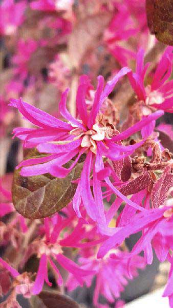 Loropetalum Chinense Fire Dance evergreen shrub for sale online with UK delivery