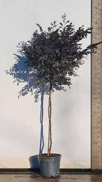 ​​​​​​​Loropetalum Chinense - Full Standard Form of this Tree