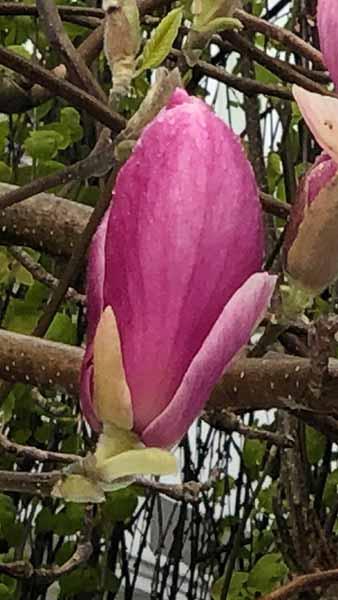Magnolia Aphrodite