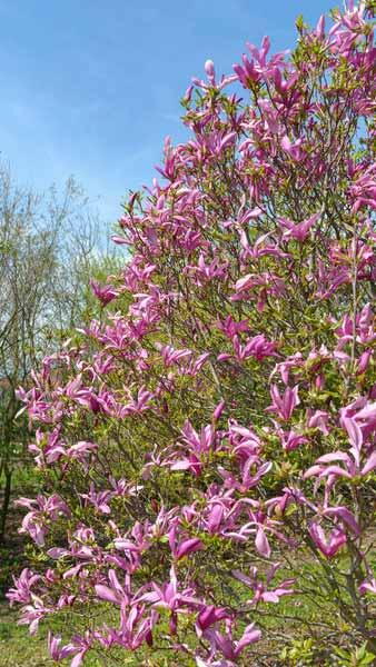 Magnolia Betty, Kosar-DeVos large flowering Magnolia hybrid