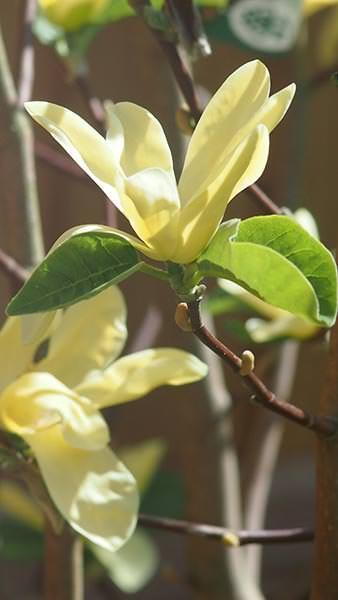 Magnolia Daphne produces a spring burst of gorgeous tulip-shaped, pale yellow blossoms before the  foliage unfurls.