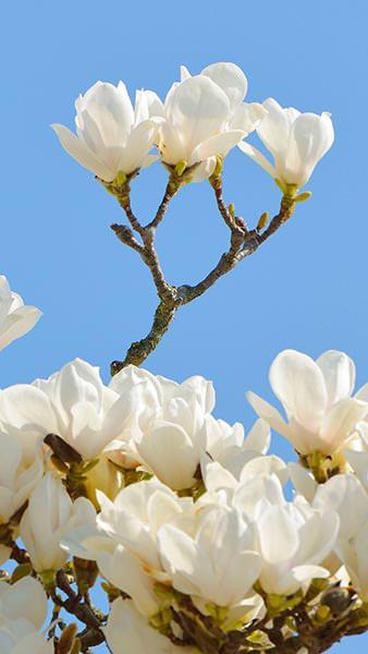 Magnolia Denudata Yulan Magnolia, a small deciduous flowering tree with showy fragrant white flowers appearing before the foliage