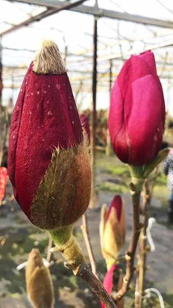 Magnolia Emperor Flowering Tree for Sale Online UK