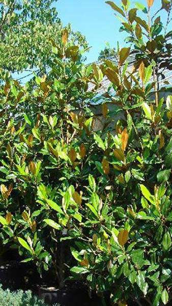 Magnolia Grandiflora Ferruginea is an Evergreen Magnolia with red under-leaves Buy UK.