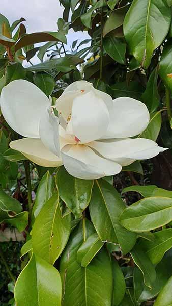 Magnolia Grandiflora Goliath, part of our large Magnolia selection to buy online UK wide and Ireland delivery.