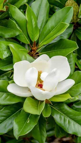 Magnolia Grandiflora Maryland is an Evergreen and Compact Magnolia tree. Buy Magnolias online, UK delivery