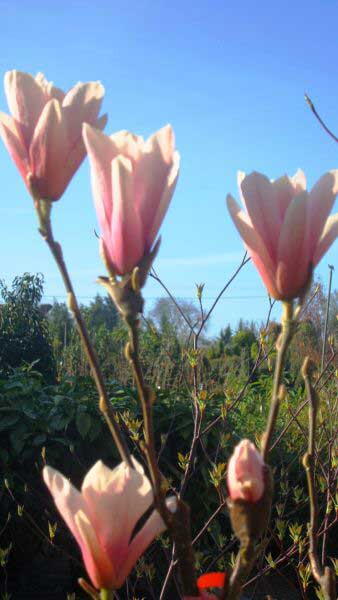 Magnolia Heaven Scent, Magnolias, London UK. Our magnolia plants are for sale in London at our garden centre and online with nationwide delivery UK.