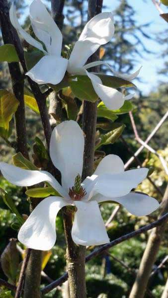 Magnolia X Loebneri Merrill is sometimes called Magnolia Merrill - for sale at our London plant centre.