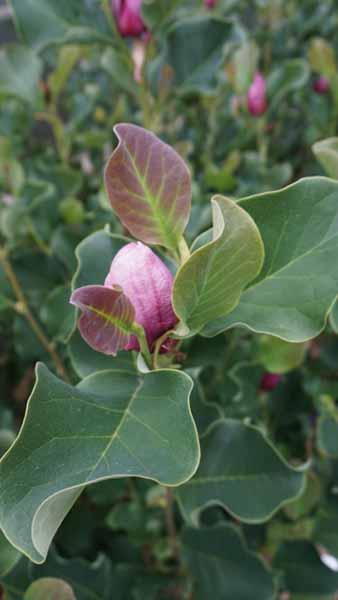 Magnolia March Till Frost Ornamental Flowering Tree.