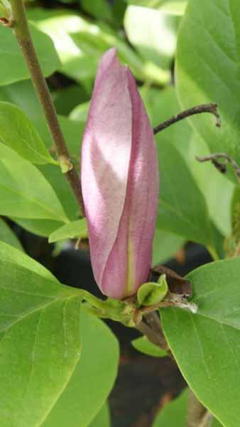 Magnolia Sentinel