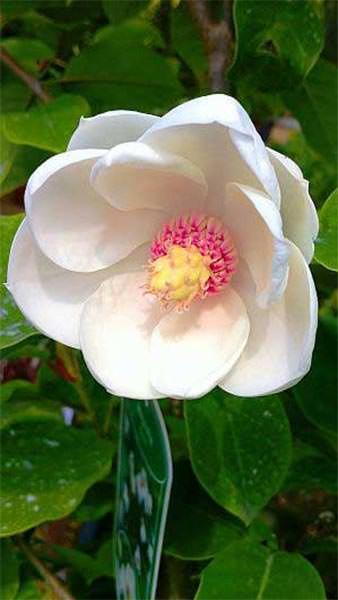 Magnolia Sieboldii, Magnolias and Camellias, Shrubs UK