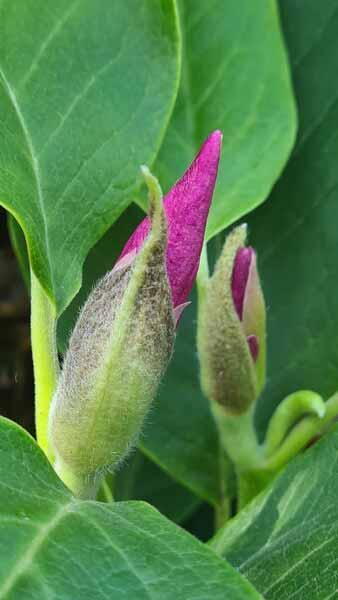 Magnolia Soulangeana Rustica Rubra pinky-red flowering