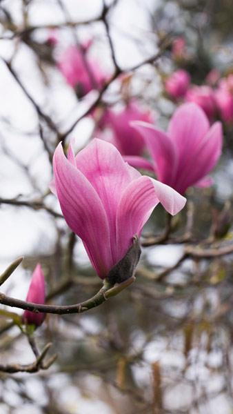 Magnolia Spectrum, a striking variety of magnolia with large showy pink-red spring flowers with a goblet shape.