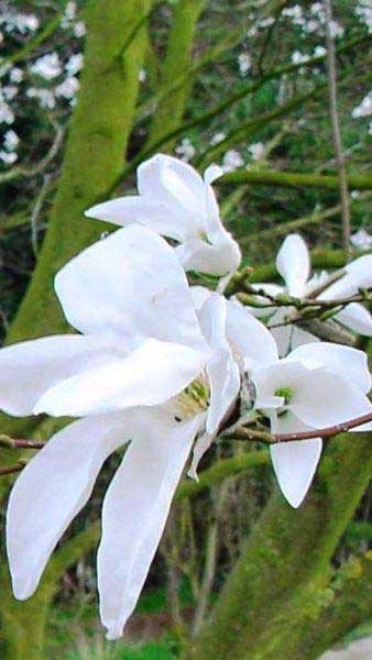 Magnolia Wadas Memory - a white flowering Magnolia in spring, for sale online UK delivery