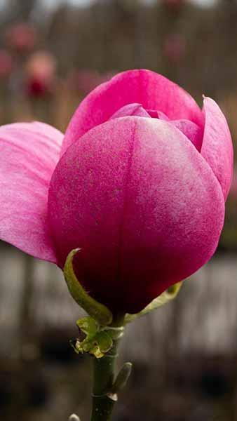 Magnolia Watermelon