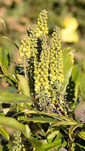 Mahonia Confusa Narihiri Mountain Grape shows its upright racemes of small yellow flowers in autumn and winter