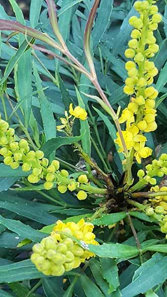 Mahonia Eurybracteata Soft Caress, small evergreen autumn-winter flowering shrub with fern-like foliage. Small yellow flowers in autumn then black berries
