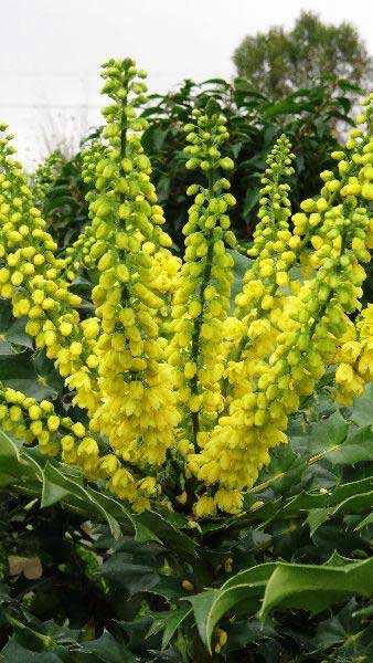 Mahonia Media Charity, Trees and Shrubs to Buy Online in the UK