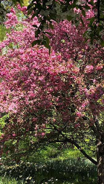 Malus Coccinella Courtarou Crab Apple Tree