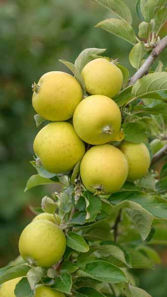 Malus Domestica Ananas Reinette Apple, an old European apple variety
