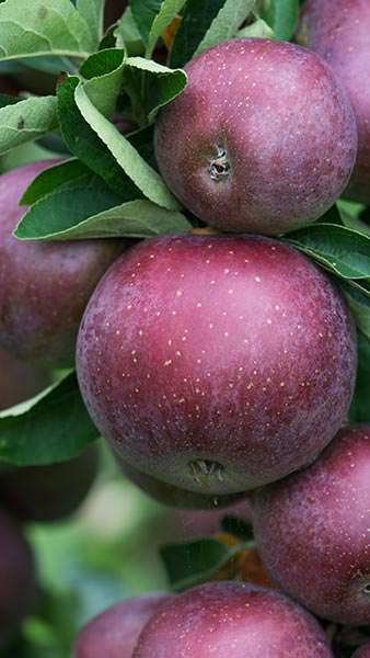 Malus Domestica Api Noir Apple Black Lady is an ancient heritage variety. A highly decorative, slow growing tree producing heavy crop of dark red flushed apples