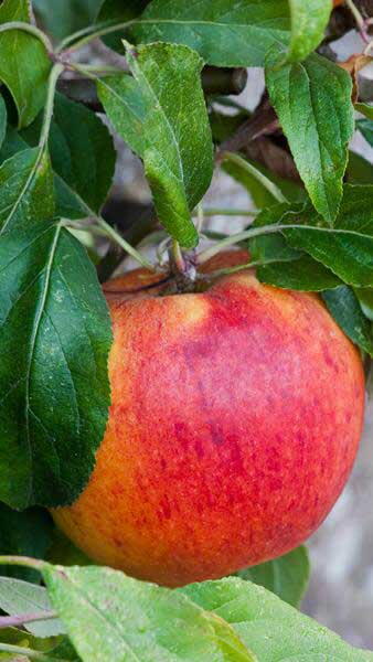 Malus Domestica Charles Ross. Standard Apple Tree for sale online with UK and Ireland delivery