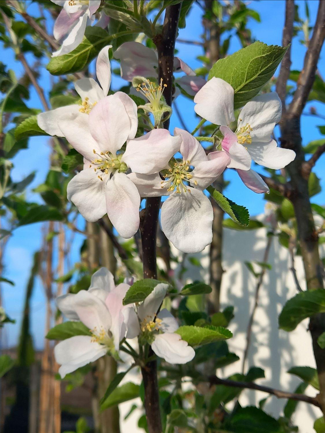 Malus Domestica Cox's Orange Pippin Apple