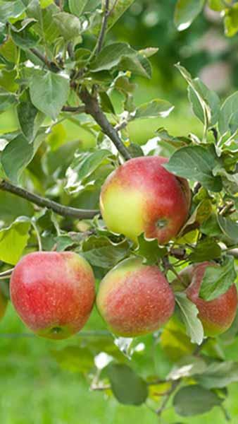 Malus Domestica Delcorf Apple (synonymous Delbar Estival) mid-season mid-sized dessert apple tree producing pretty blossom & heavy crops of sweet crisp apples