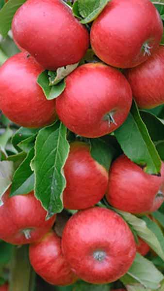 Malus Domestica Discovery Apple Trees, an excellent early dessert apple variety reliably producing large tasty red apples.