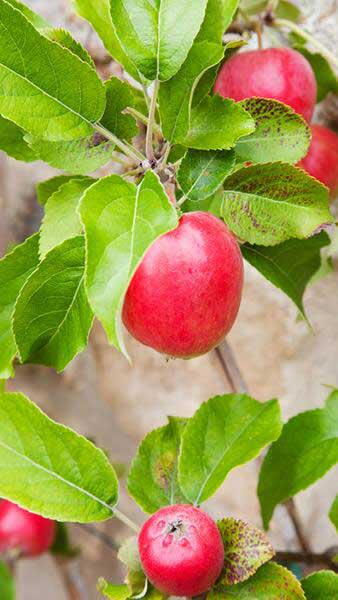 Malus Domestica Discovery. Fan Trained Apple Trees Discovery buy online UK delivery