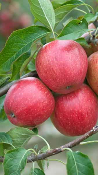 Malus Domestica Elise or Apple Elise, a  Low Allergenic Apple Variety