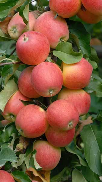 Malus Domestica Gala Apple Tree