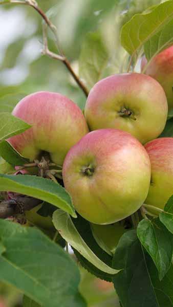 Malus Domestica James Grieve Apple Tree