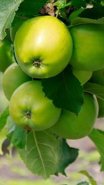 Malus Domestica Manks Codlin Apple, the sweetest of codlins & most colourful with a slight red flush