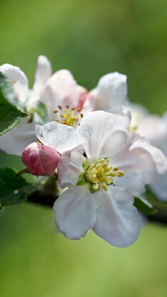 Malus Domestica Melrose Apple fruit tree, a hardy heritage variety of cooker with large fruits