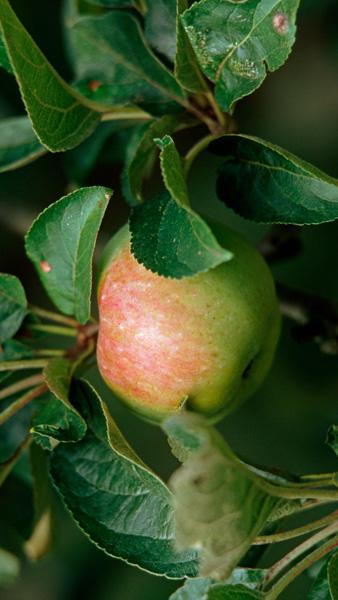 Malus Domestica Ontario Apple Trees - a late season dual purpose (cooking & dessert) apple tree. 