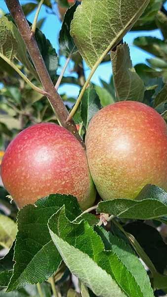 Malus Domestica Rosette Apple Tree 