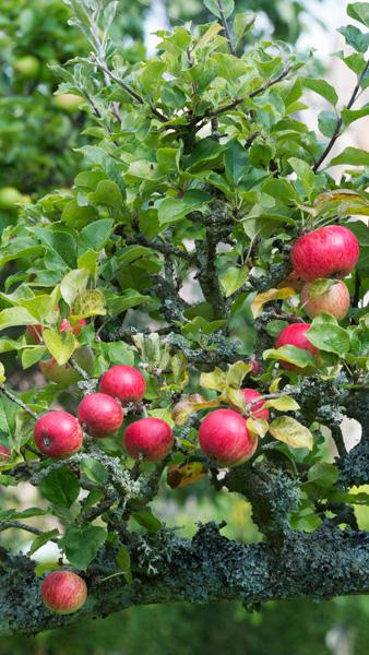 Malus Domestica Starks Earliest Apple, early season dessert apple