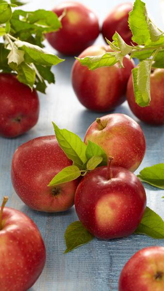 Malus Domestica Summerred Apple, an early season dessert apple with a heavy crop of sweet, juicy dark red, early ripening apples for August harvesting. 