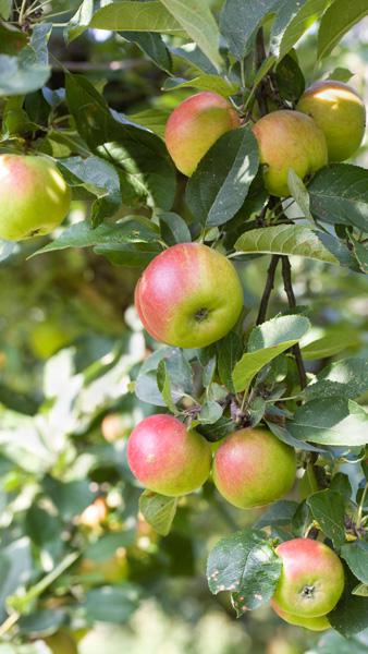 Malus Domestica Sweet Caroline Apple, a late season dessert apple tree cross of Golden Delicious X McIntosh