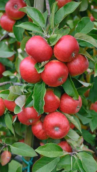 Malus Domestica Topaz Apple, a late season dessert apple tree